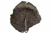 Ankylosaur (Zuul) Osteoderm with Stand - Judith River Formation #382538-4